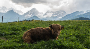 Schotse Hooglanders